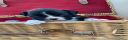 Boxer dogs for sale: Boxer KC puppies  - Advert 5