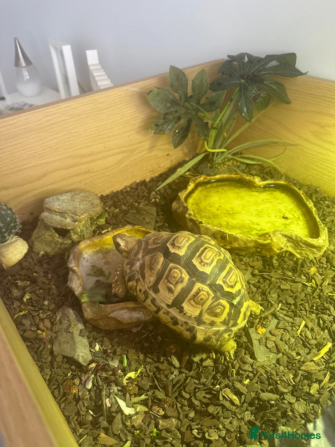 Tortoise reptiles for sale: Leopard Tortoise in Bristol - Advert 1