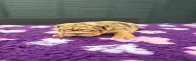 English Bulldog 5