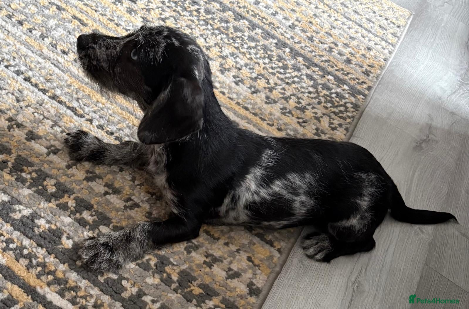 Doxiepoo dogs TRIXIE Fully VACCINATED READY NOW DOXIEPOOS  - Advert 2