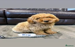 Cavapoo dogs for sale: Adorable Cavapoos ready for their new families 🐾 - Image 24