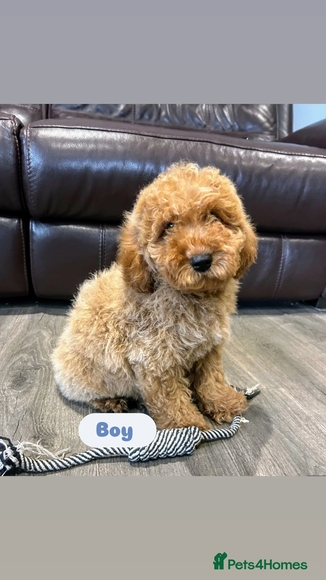 Cavapoo dogs for sale: Adorable Cavapoos ready for their new families 🐾 - Image 24