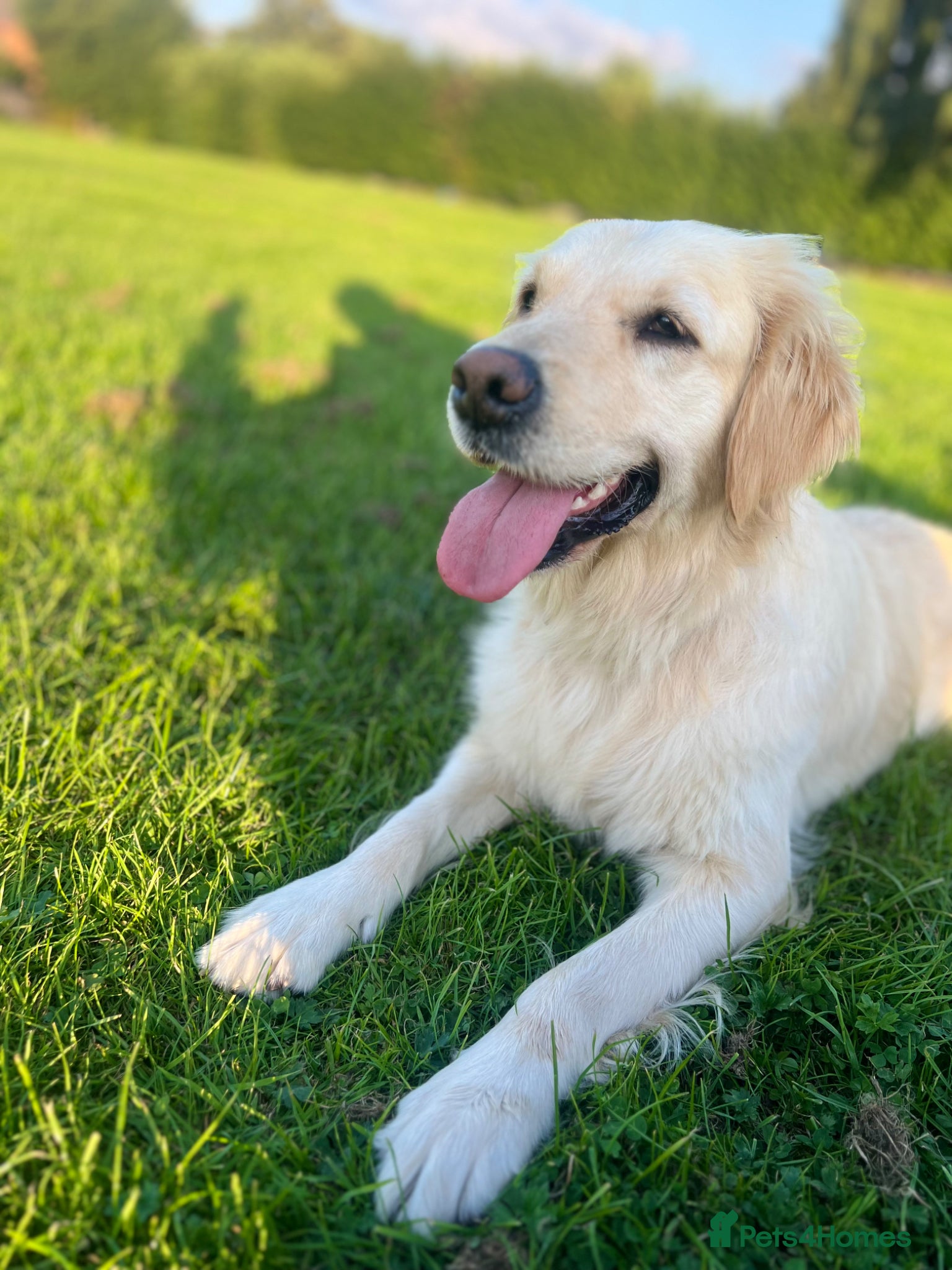 Golden Retriever dogs for sale: Pure bread puppies - Advert 3