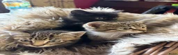 Mixed Breed cats for sale: Beautiful tabby and ghost tabby kittens  - Advert 13