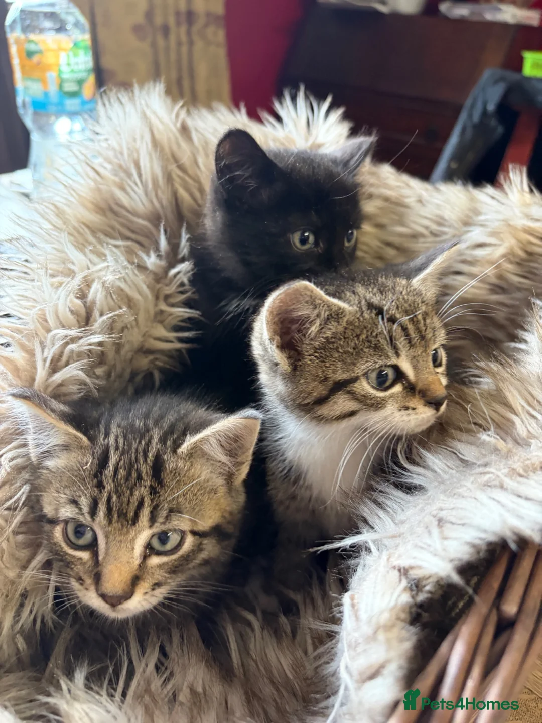 Mixed Breed cats for sale: Beautiful tabby and ghost tabby kittens  - Advert 13