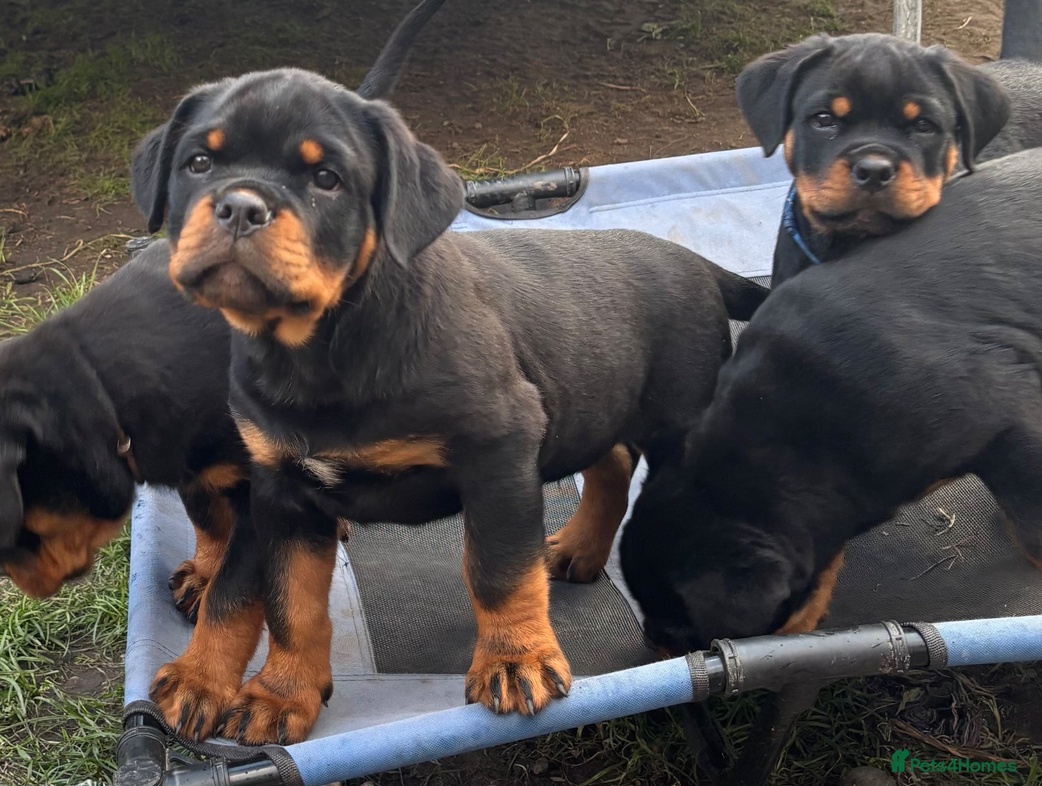 Rottweiler dogs Beautiful Rottweiler Puppies Available  - Advert 11
