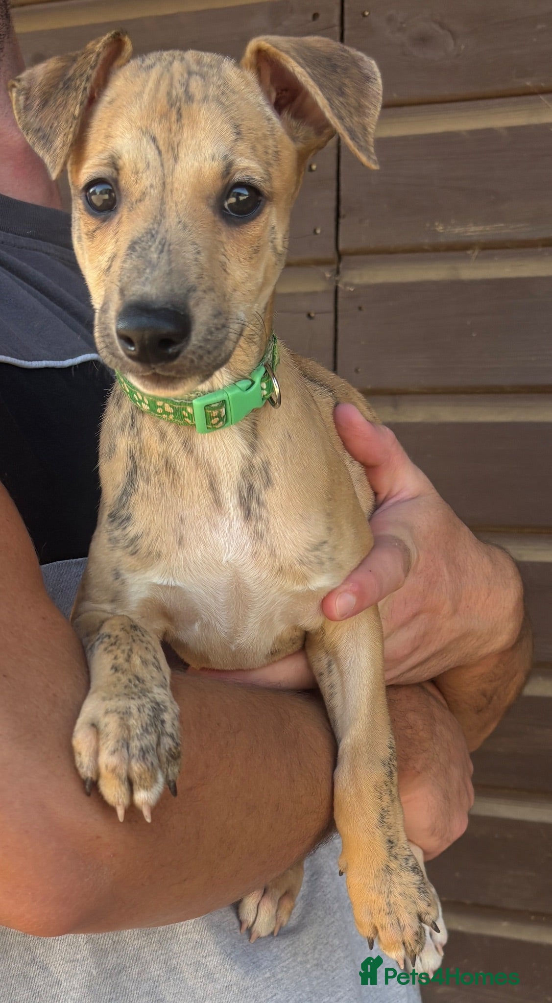 Whippet dogs Quality KC Registered Whippet Puppies - Advert 8