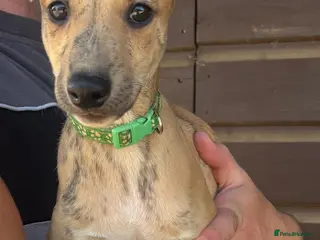 Whippet dogs Quality KC Registered Whippet Puppies - Advert 8