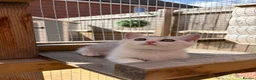 British Shorthair cats for sale: Beautiful British Shorthair Male Kittens 🐾 - Advert 8