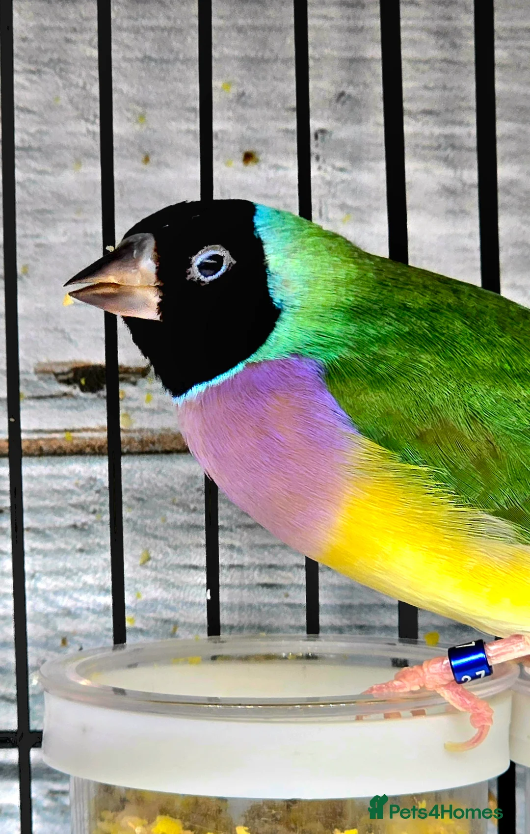 Finches birds for sale: Various senior finches - Advert 6