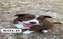 Border Collie dogs for sale: Working red/brown border collie pups 1 BOY LEFT - Image 5