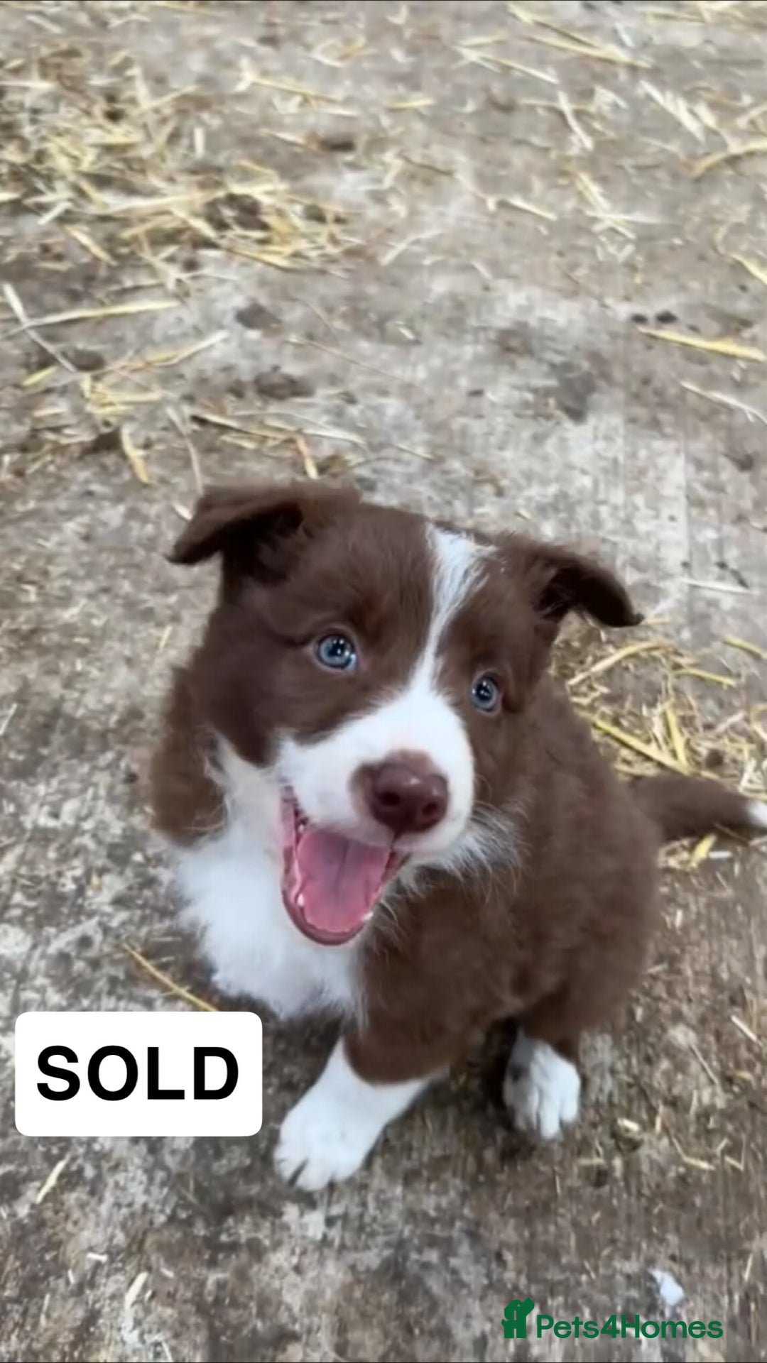 Border Collie dogs for sale: Working red/brown border collie pups 1 BOY LEFT - Image 5