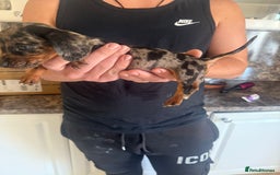 Dachshund dogs for sale: Dachshund puppies - Image 3