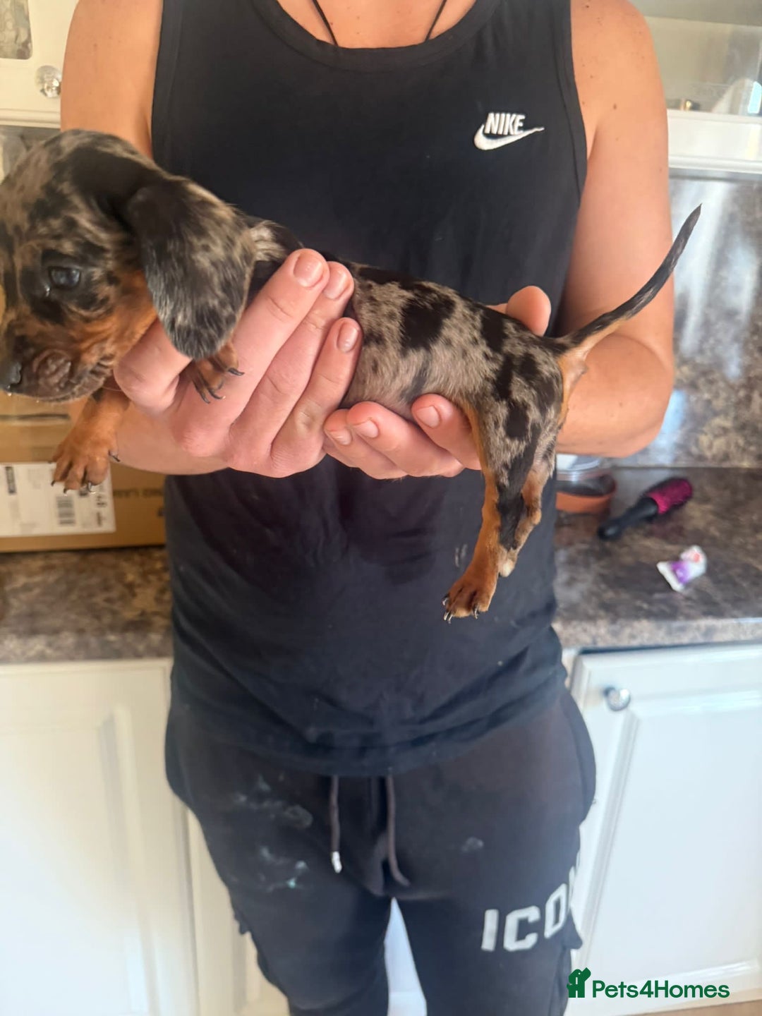 Dachshund dogs for sale: Dachshund puppies - Image 3
