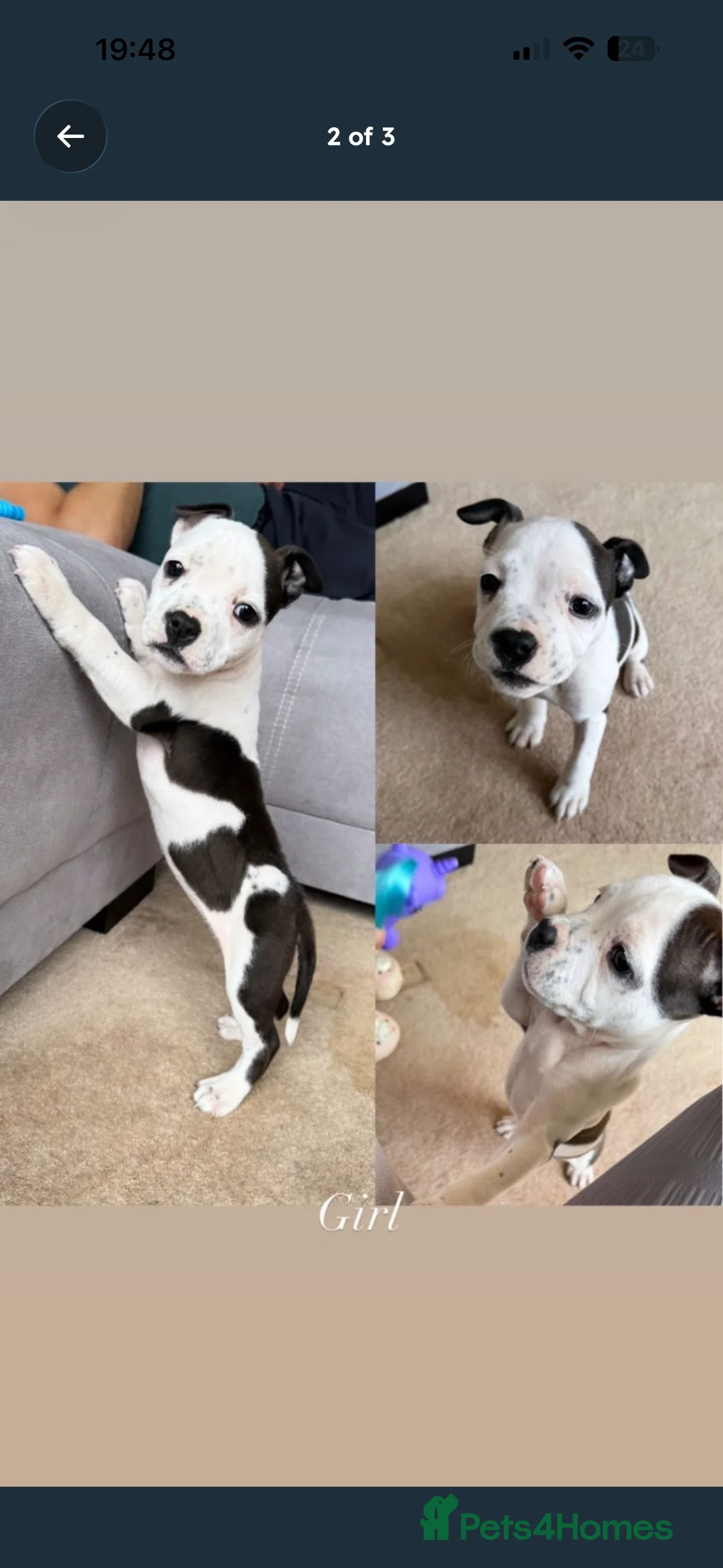 Staffordshire Bull Terrier dogs for sale: Sweet puppy staffordshire  in Boston - Advert 3
