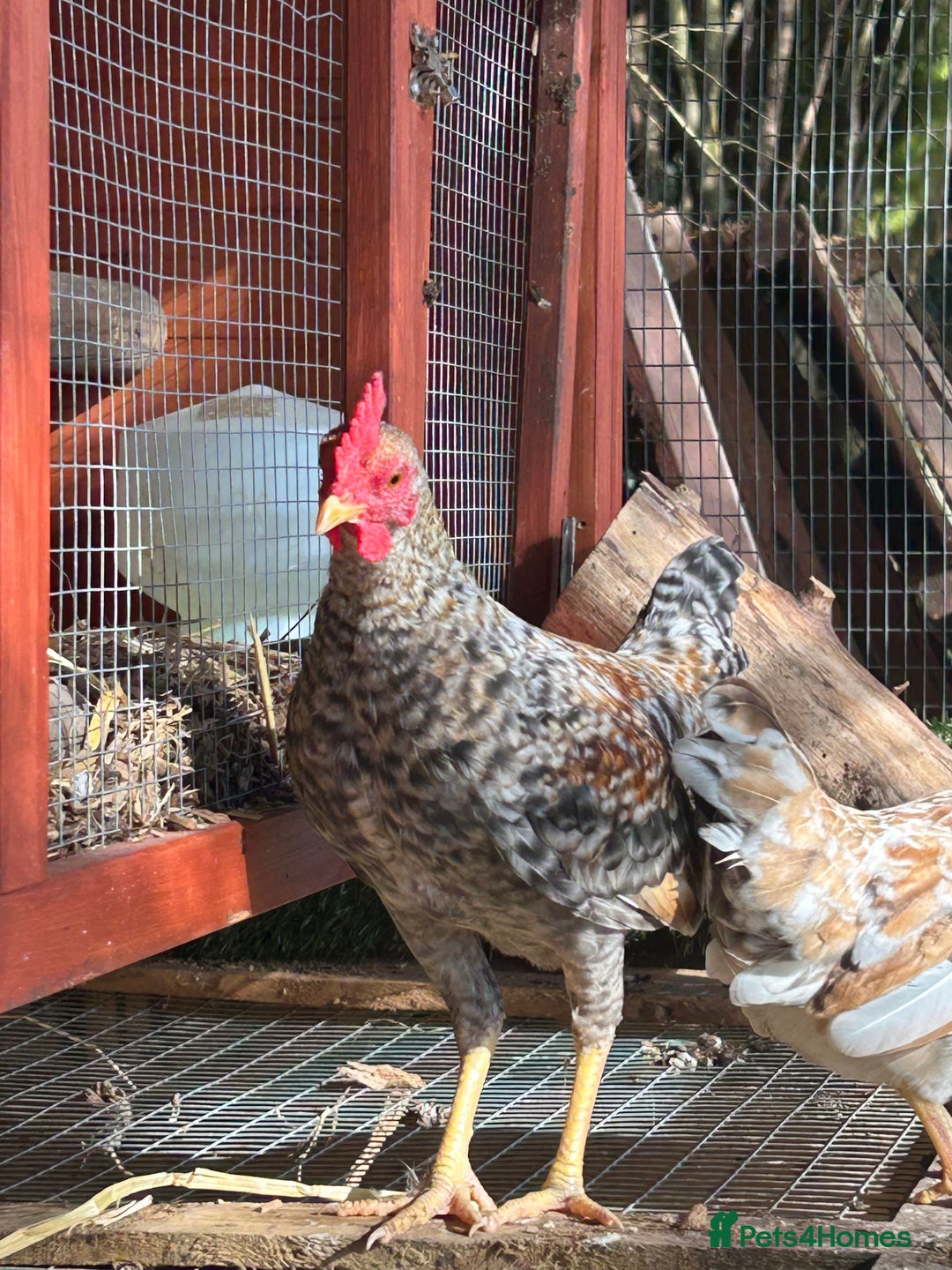 Chickens poultry for sale: Old English game bantam (Carlise type) cockerel  - Image 4