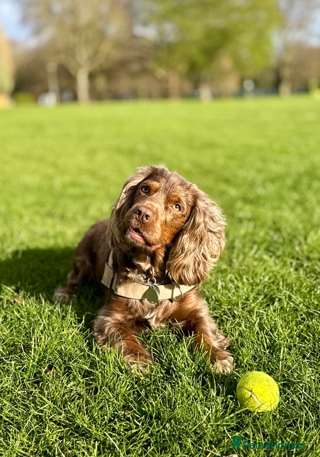 Cocker Spaniel dogs Beautiful Merle Cocker Spaniel for Stud - Advert 1