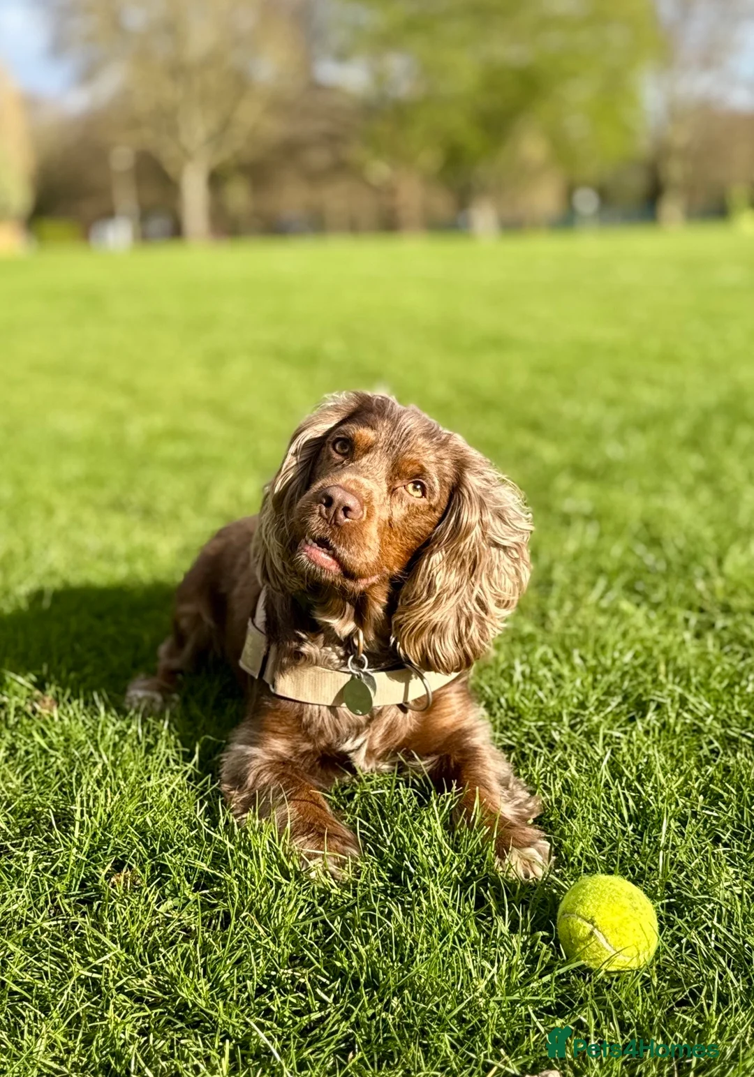 Cocker Spaniel dogs for stud: Beautiful Merle Cocker Spaniel for Stud - Advert 1
