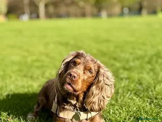 Cocker Spaniel dogs Beautiful Merle Cocker Spaniel for Stud - Advert 1