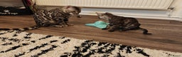 Bengal cats for sale: 2x Silver bengal for sale - male - Advert 4