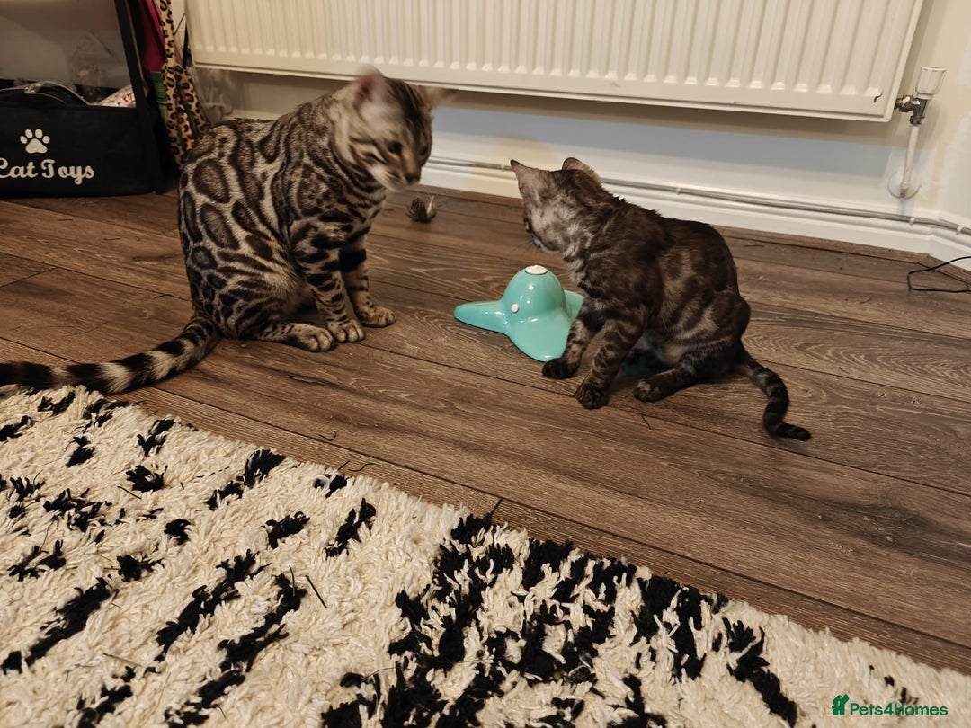 Bengal cats for sale: 2x Silver bengal for sale - male - Advert 4