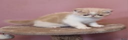 Exotic cats for sale: OUTSTANDING  QUALITY EXOTIC  KITTENS - Advert 16