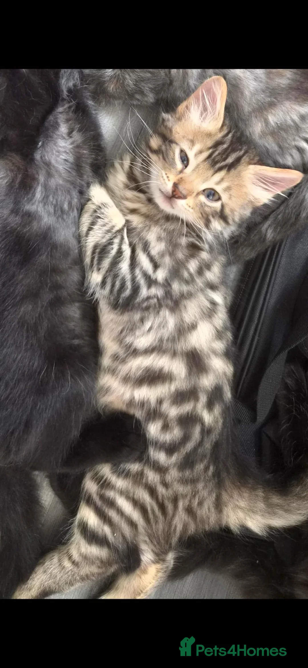 Mixed Breed cats for sale: Baby Boy 9 weeks - Advert 2