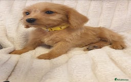 Labradoodle dogs for sale: ONLY 4 GIRLS LEFT F1 miniature labradoodles - Image 32