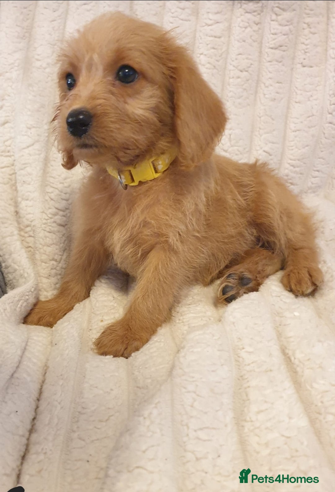Labradoodle dogs for sale: ONLY 4 GIRLS LEFT F1 miniature labradoodles - Image 32