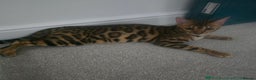 Bengal cats for sale: SBT TICA F5 Bengal Queen-Must Be Rehomed by March  - Advert 17