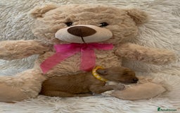 Poochon dogs for sale: Beautiful Poochon Puppies 🐾 - Image 16