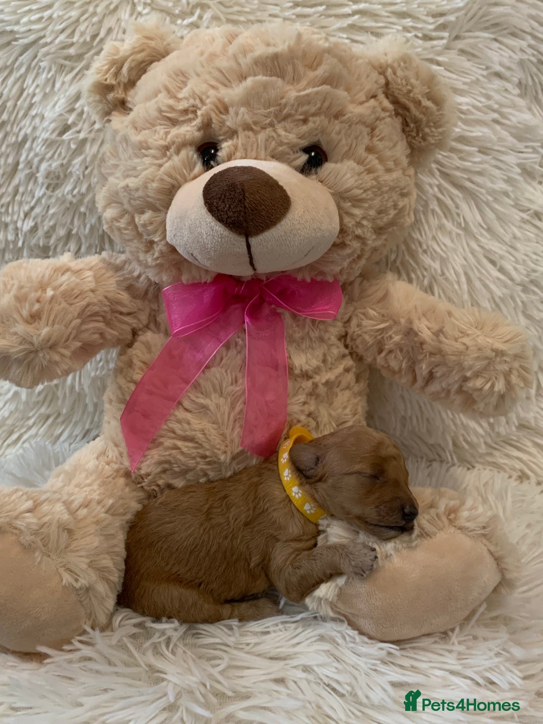 Poochon dogs for sale: Beautiful Poochon Puppies 🐾 - Image 16