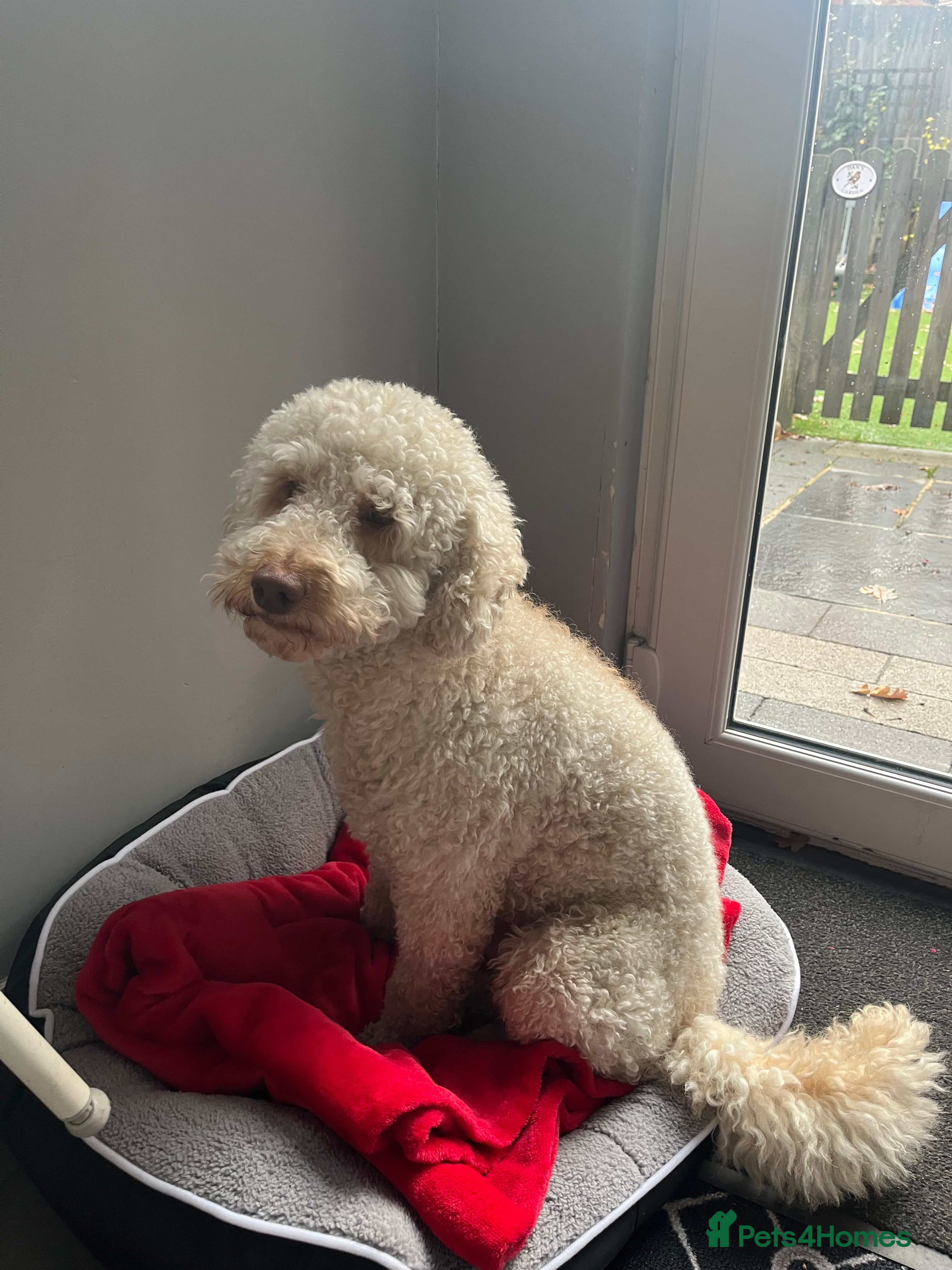Poodle dogs 2 years old male poodle - Advert 1