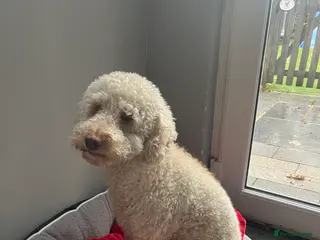 Poodle dogs 2 years old male poodle - Advert 14