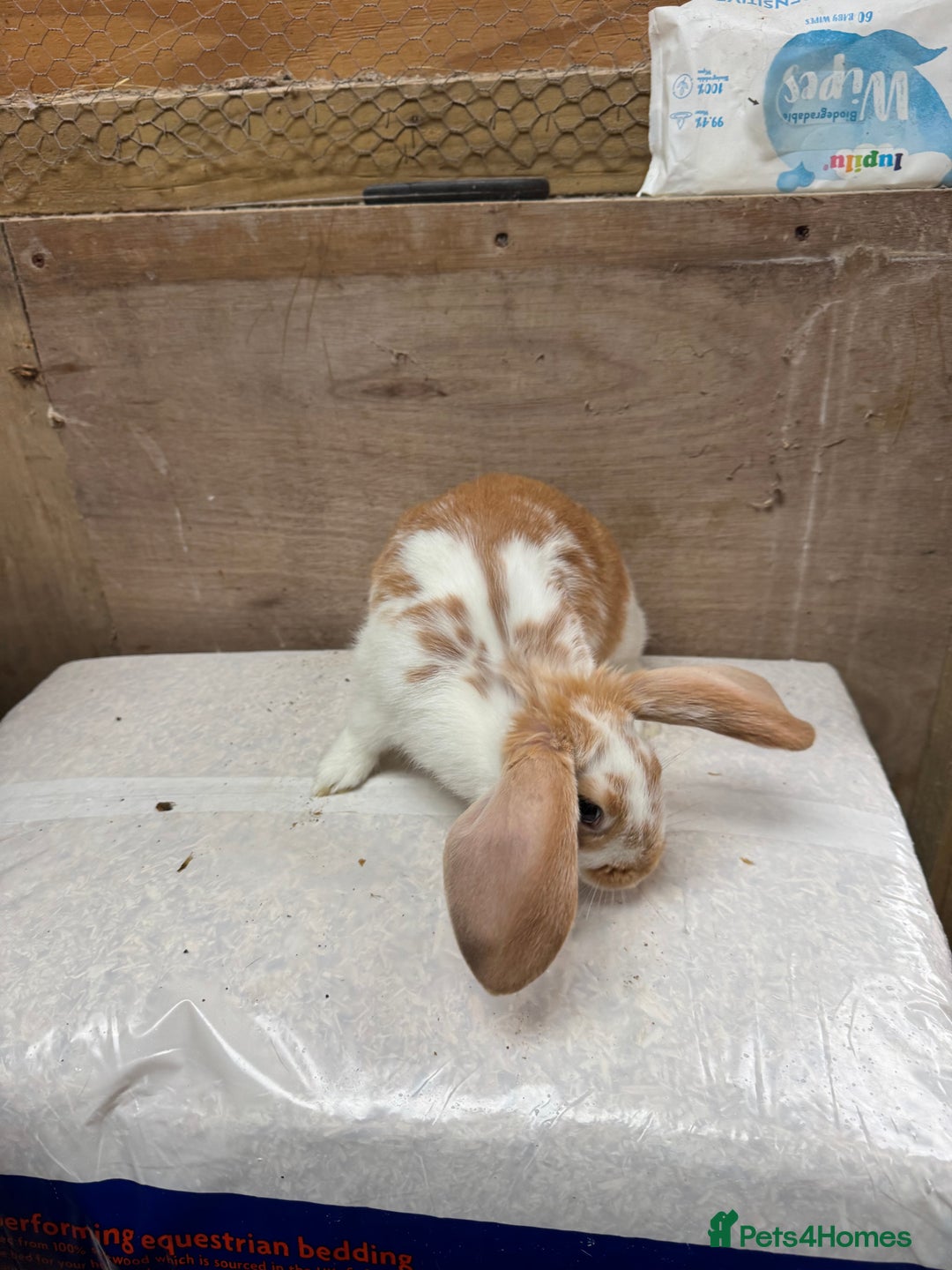 Mixed Breed rabbits for sale: 9 beautiful little Rabbit very friendly - Advert 6