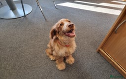 Cocker Spaniel dogs for sale: 10 month old Golden Cocker Spaniel for sale - Image 4