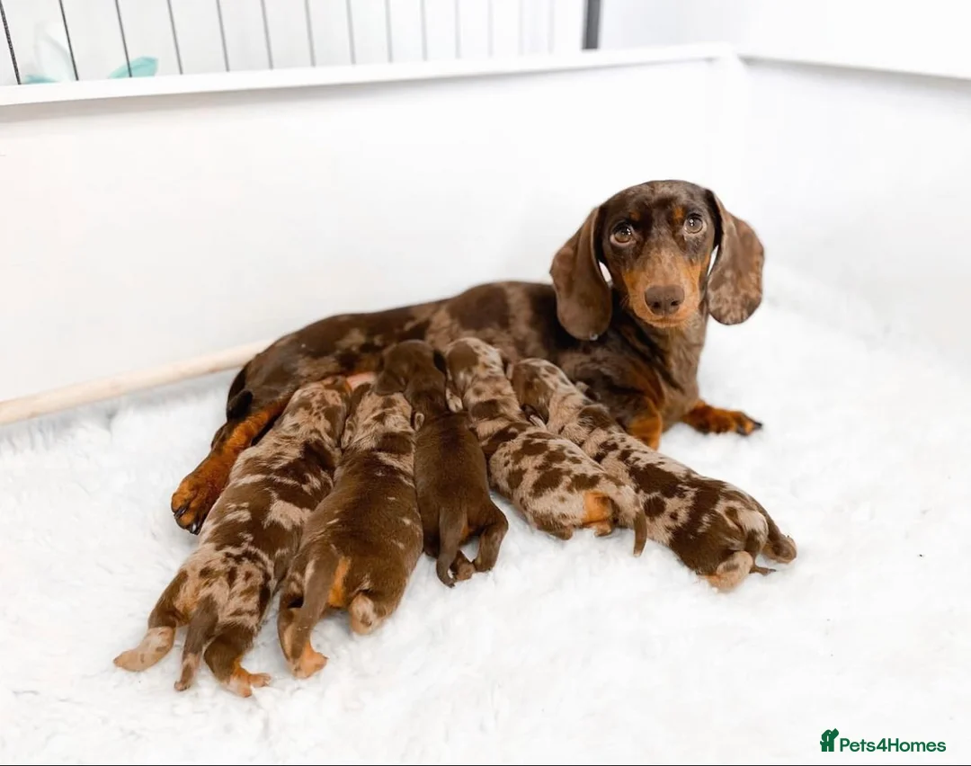 Miniature Dachshund dogs for sale: Chocolate miniature Dachshund puppies. - Advert 1
