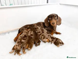 Miniature Dachshund dogs Chocolate miniature Dachshund puppies. - Advert 1