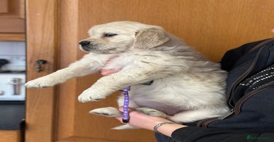 Golden Retriever dogs - Advert 14