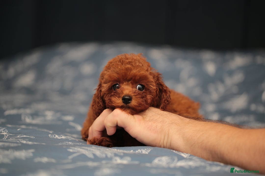 Toy Poodle dogs for sale: ASIAN TOY POODLE PUPPIES - Image 6