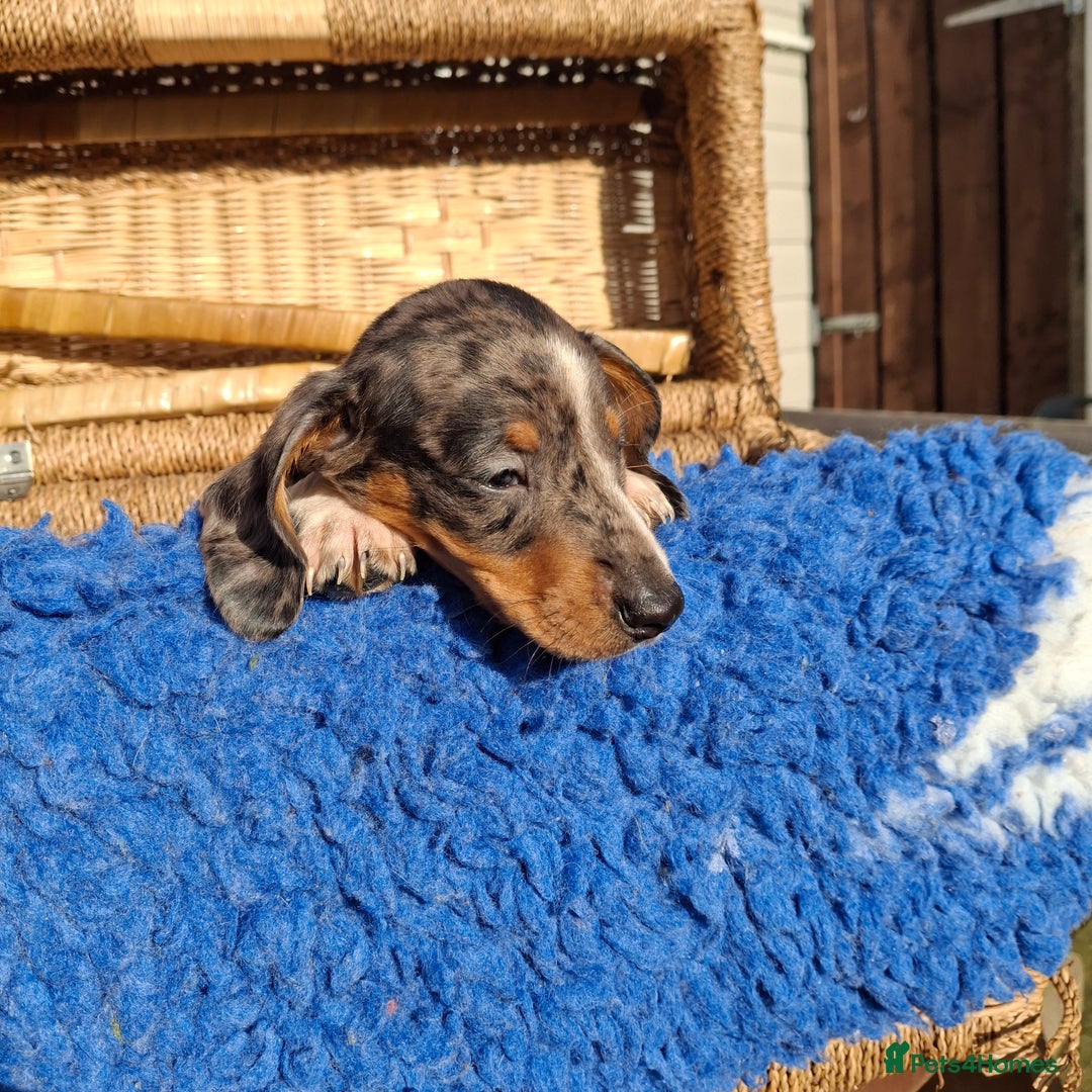 Dachshund dogs for sale: Minature Dachshund puppy,s - Image 10