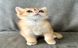 British Shorthair cats for sale: ‼️‼️BSH Chocolate Golden Shaded 1 BOY - Image 5