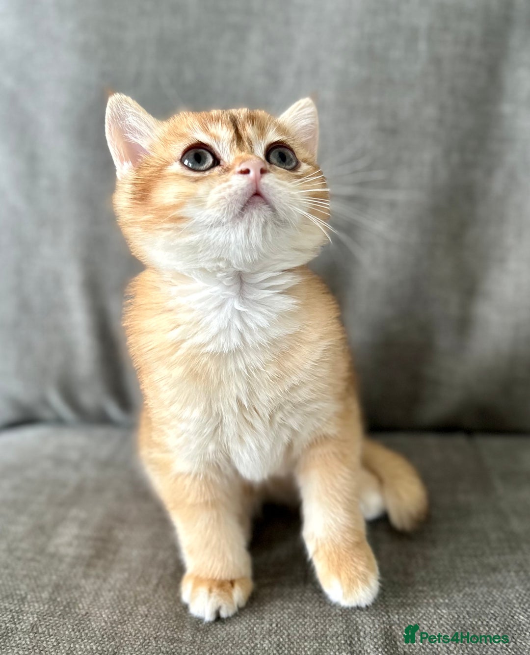 British Shorthair cats for sale: ‼️‼️BSH Chocolate Golden Shaded 1 BOY - Image 5