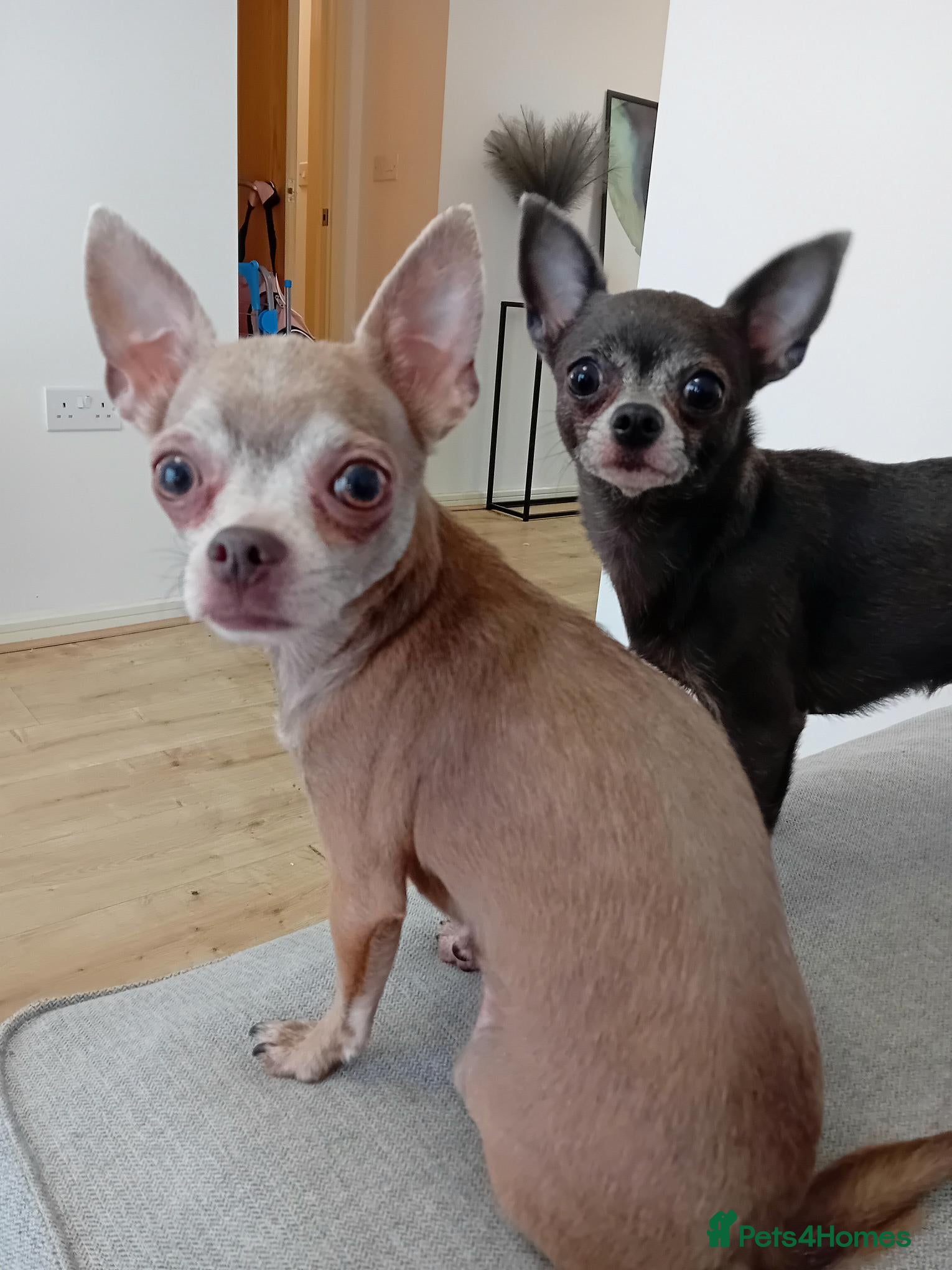 Chihuahua dogs 🐾 Loving Home Needed for Two Sweet Chihuahuas 🐾 - Advert 4