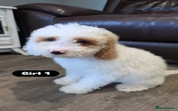 Cockapoo dogs for sale: Adorable Cockapoo pups 🦴🐾 - Image 6