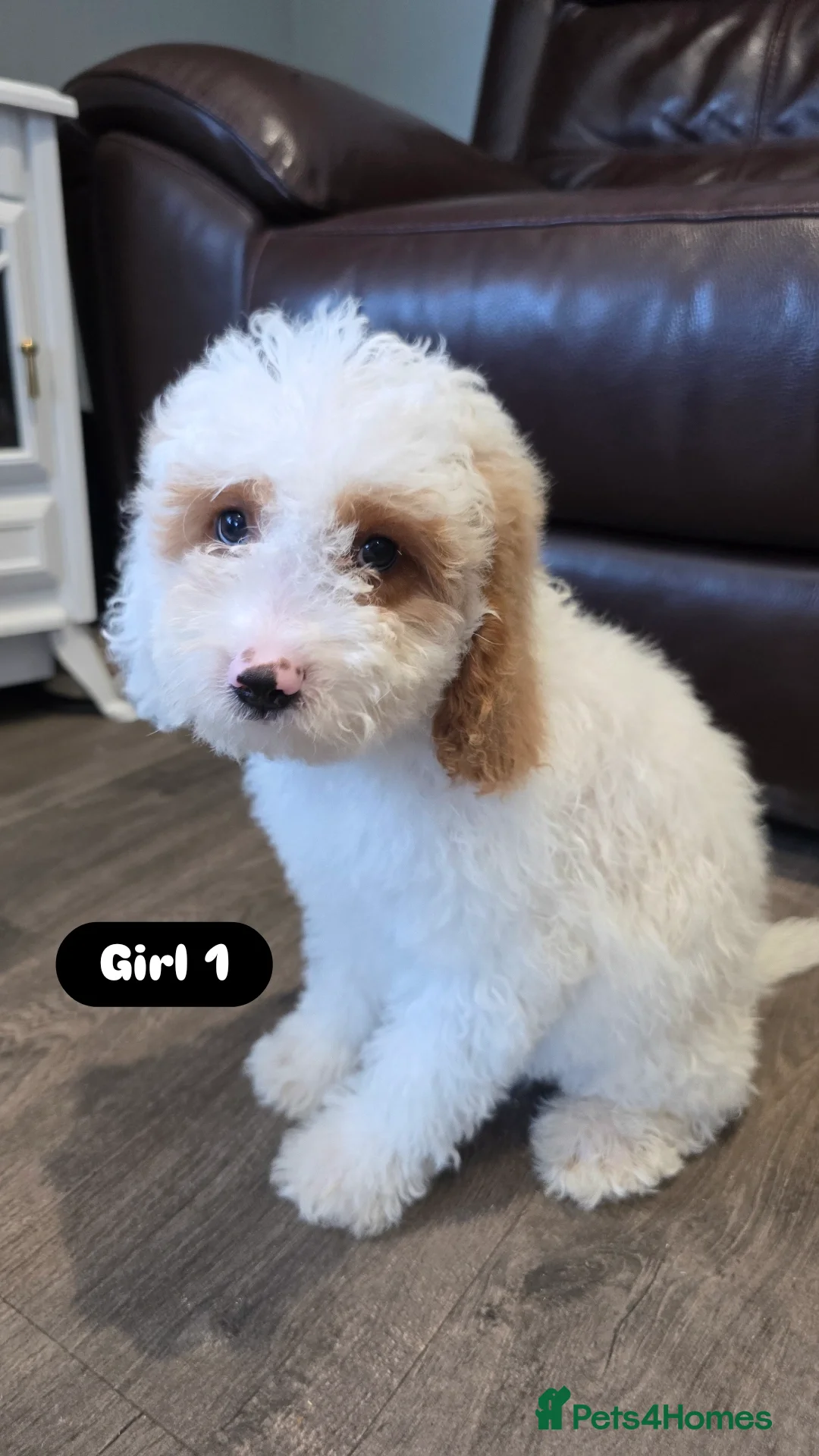 Cockapoo dogs for sale: Adorable Cockapoo pups 🦴🐾 - Image 6