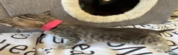 Bengal cats for sale: 🐾 Beautiful Bengal x Maine Coon Kittens 🐾 - Advert 14