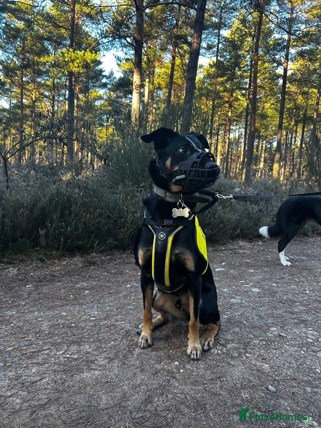 Australian Kelpie dogs for sale: Kal, Australian Kelpie  - Advert 5