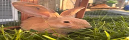 Continental Giant rabbits for sale: Pedigree giant breeding pair  - Advert 4
