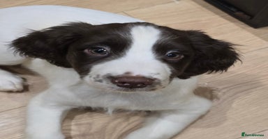 English Springer Spaniel dogs Beautiful litter kc reg springer spaniels - Advert 1